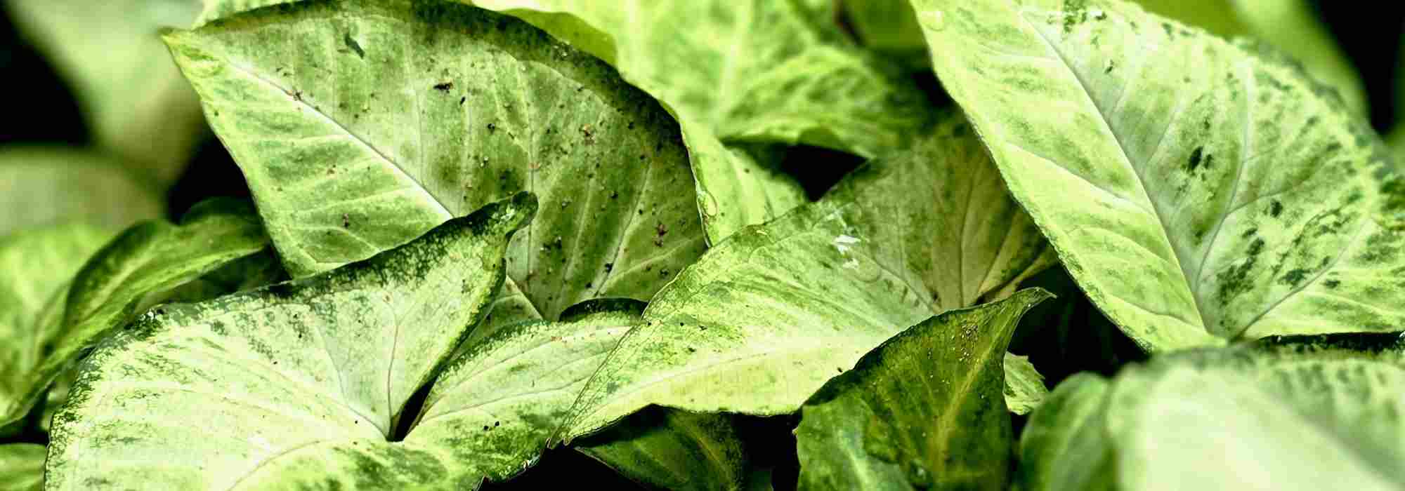 Krankheiten und Schädlinge am Fußblatt