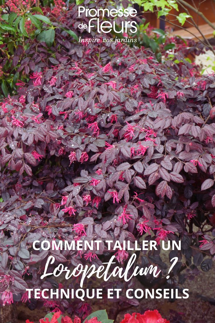 Loropetalum: Rückschnitt