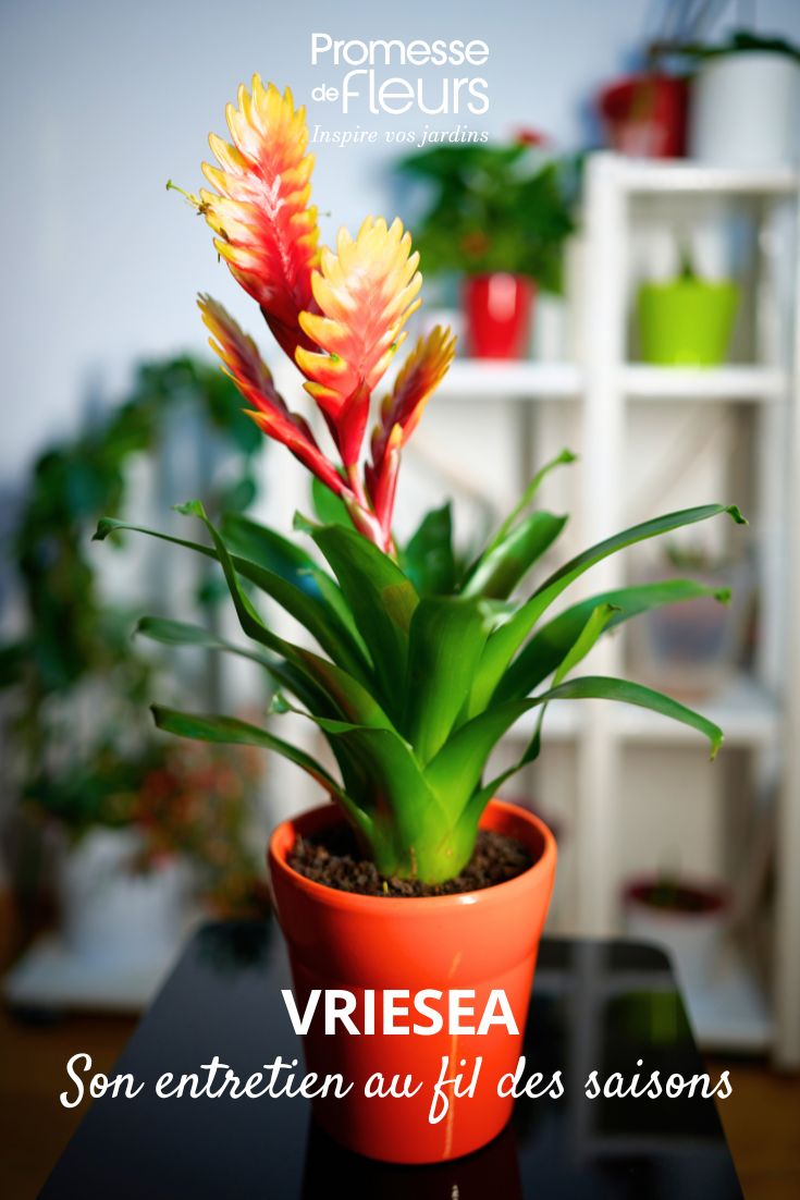 Vriesea-Pflege