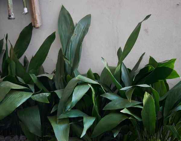 Aspidistra vermehren?