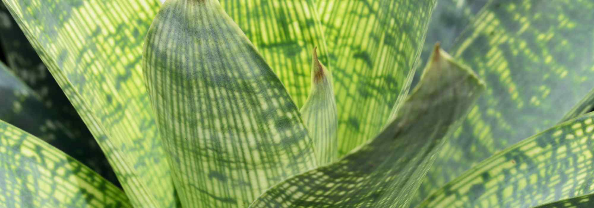 Krankheiten und Parasiten der Vriesea