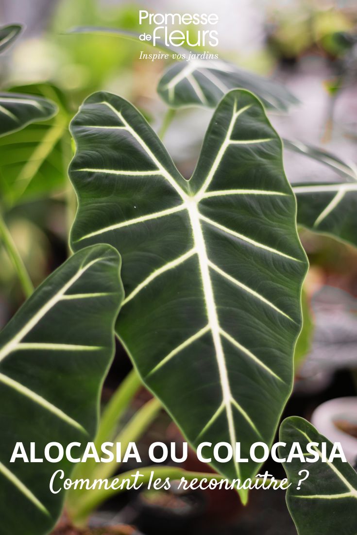 Alocasia 'Frydek': Unterschied zu Colocasia