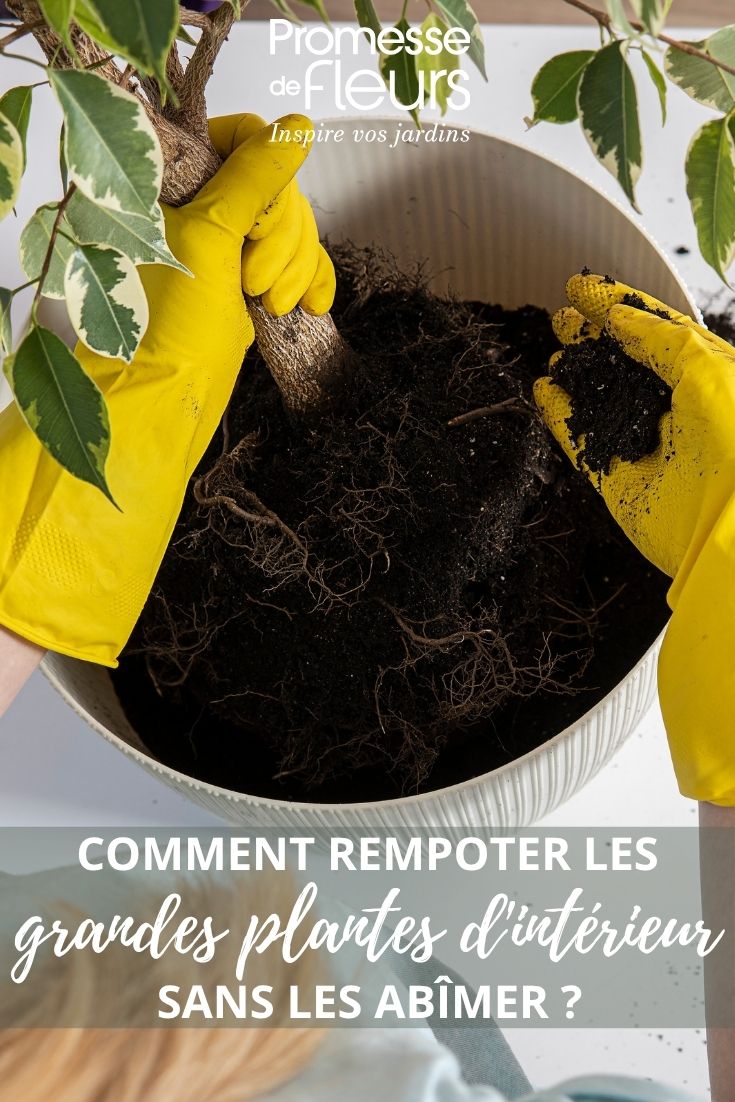 Ficus umtopfen