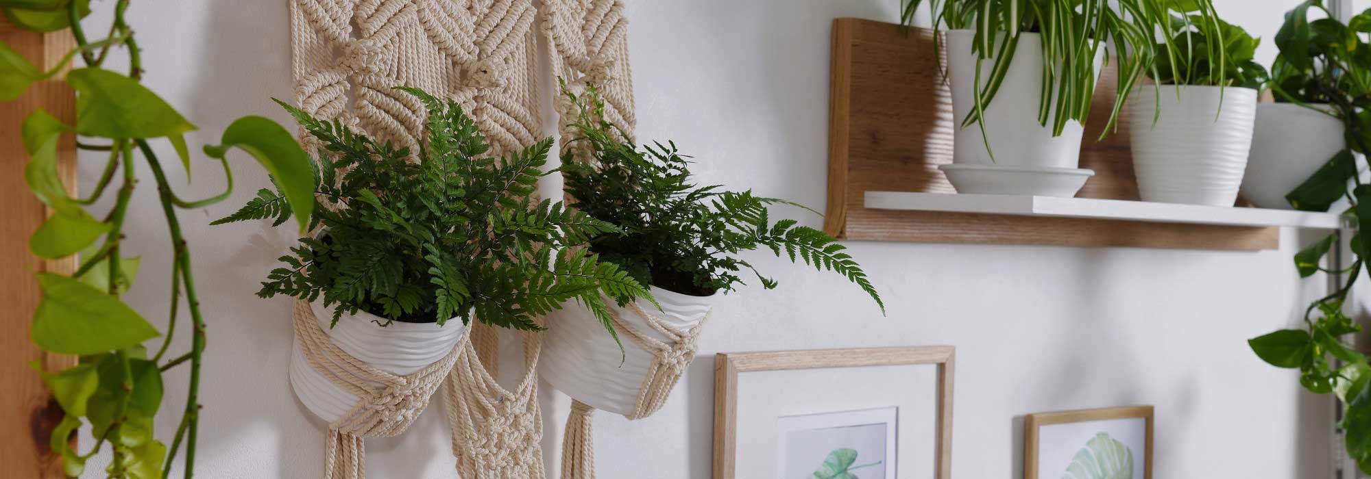 Zimmerfarne: elegante Pflanzen fürs Zuhause