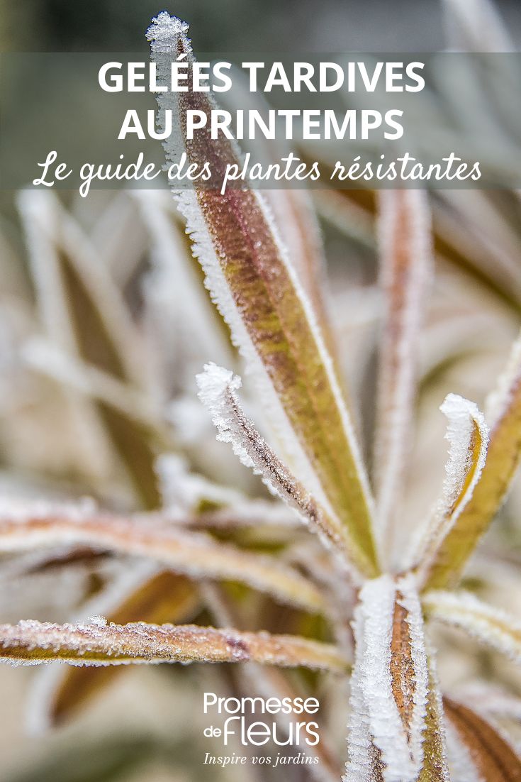 Frost auf einer Pflanze