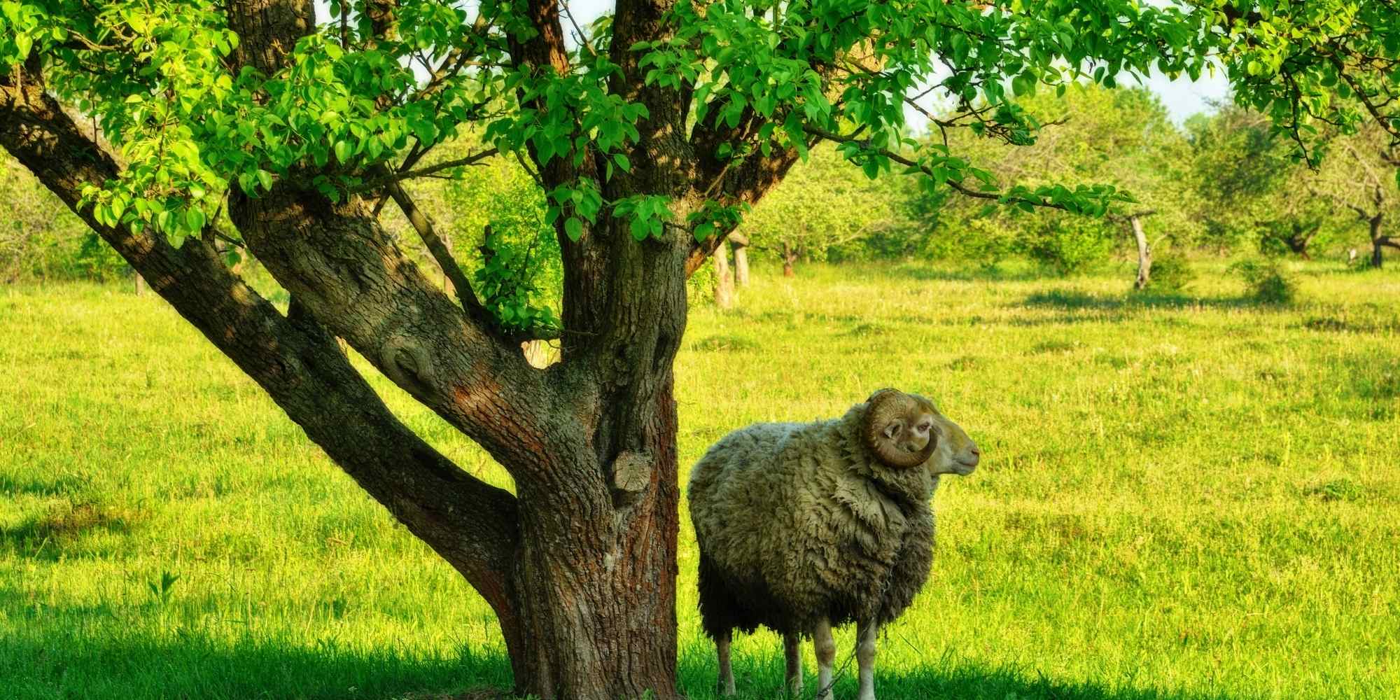 Schaf im Garten halten: Was sagt das Gesetz?