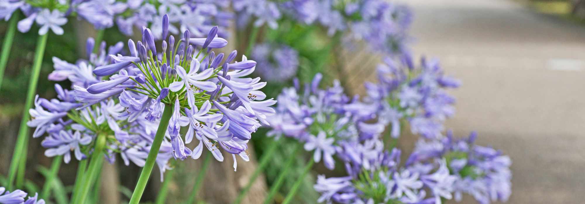 Welche Schmucklilien blühen am längsten?