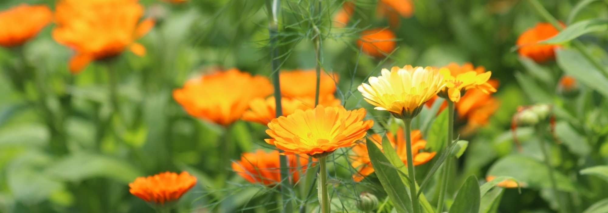 Ringelblume: Heilpflanze für den Garten