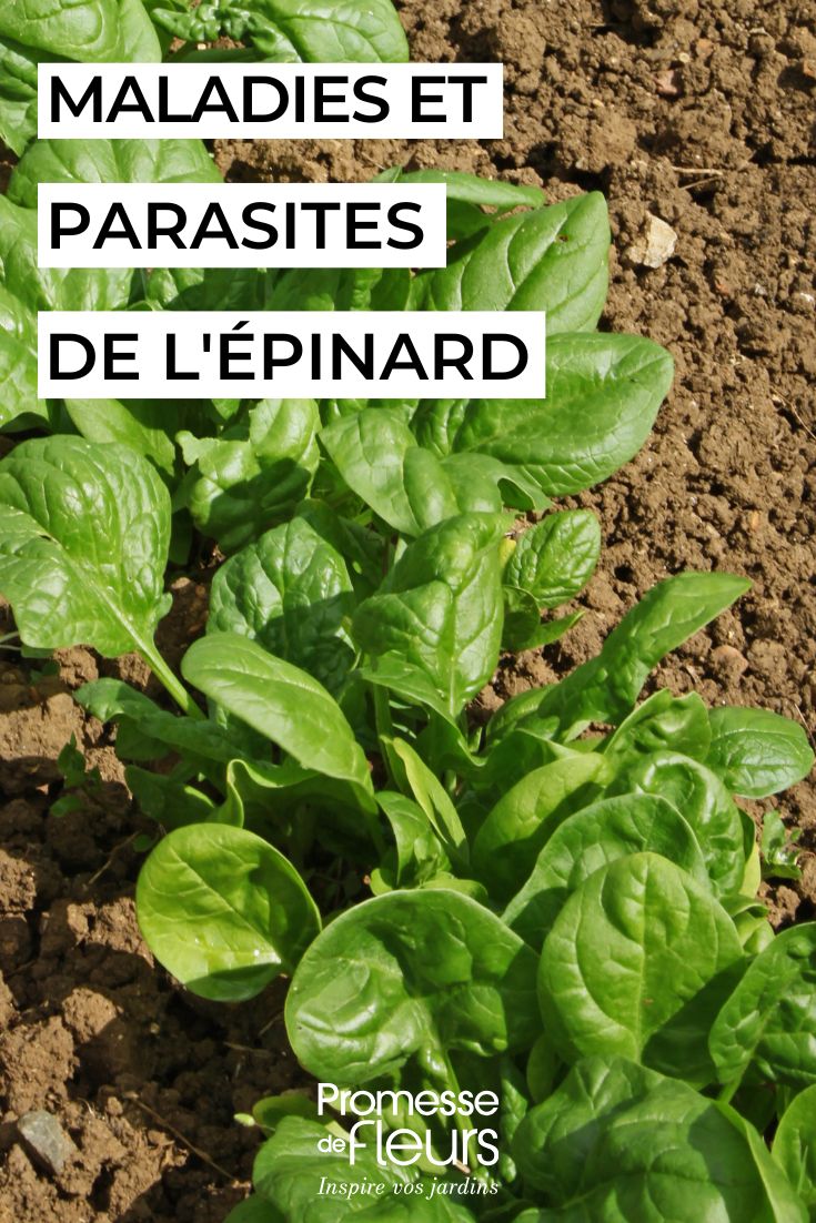 Spinatreihe