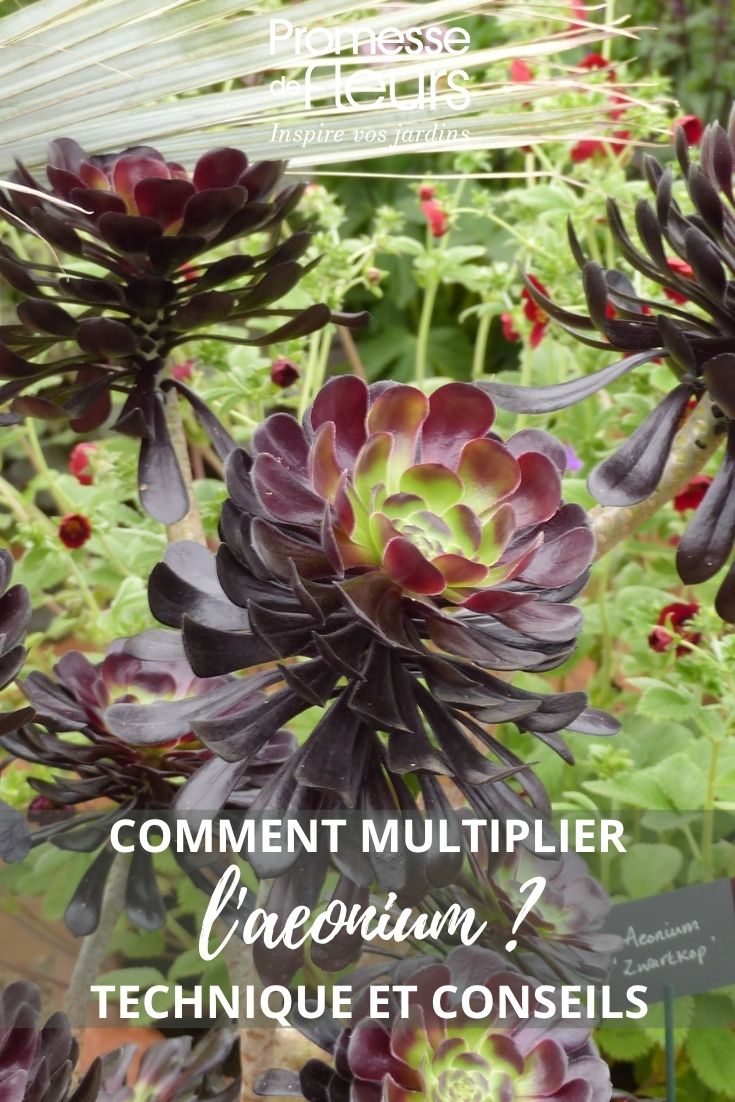 Aeonium