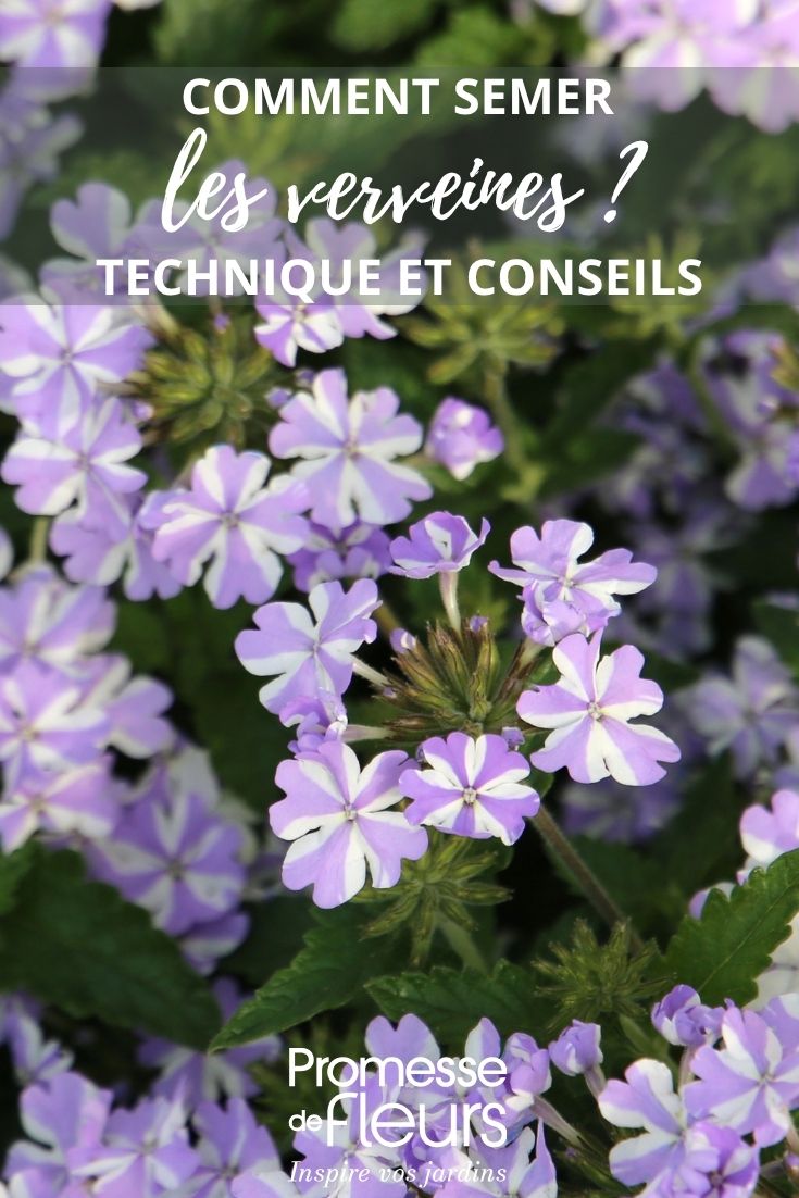 Verbenenblüten