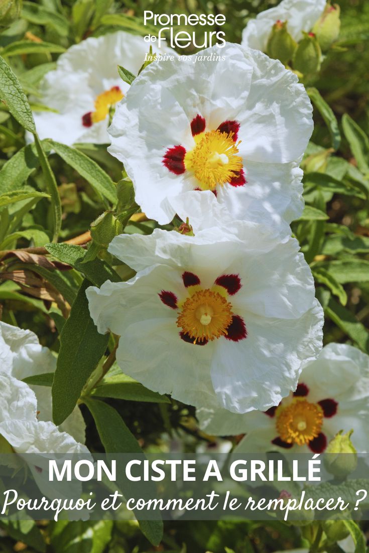 Zistrosenblüten