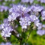 Phacélie im Garten richtig säen?