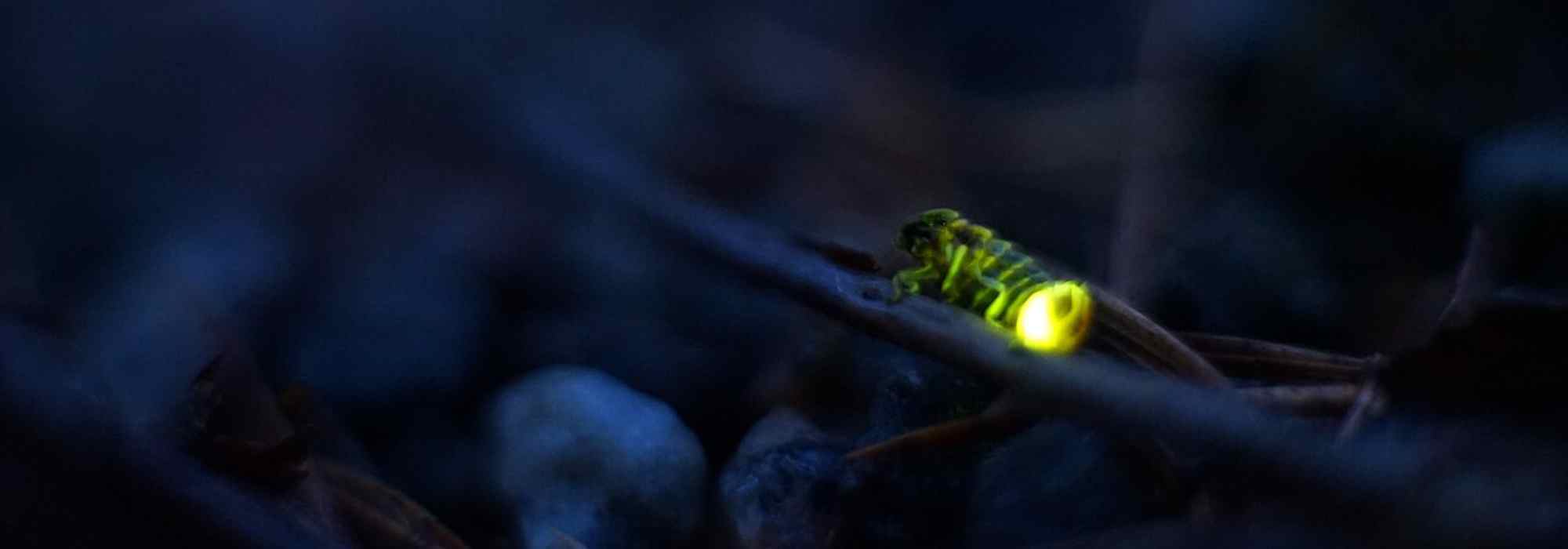 Glühwürmchen im Garten: gefürchteter Schneckenjäger