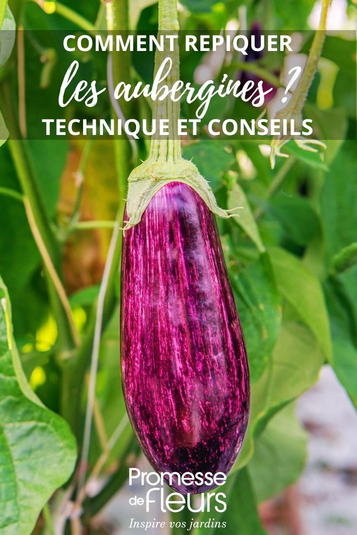 Aubergine im Gemüsegarten