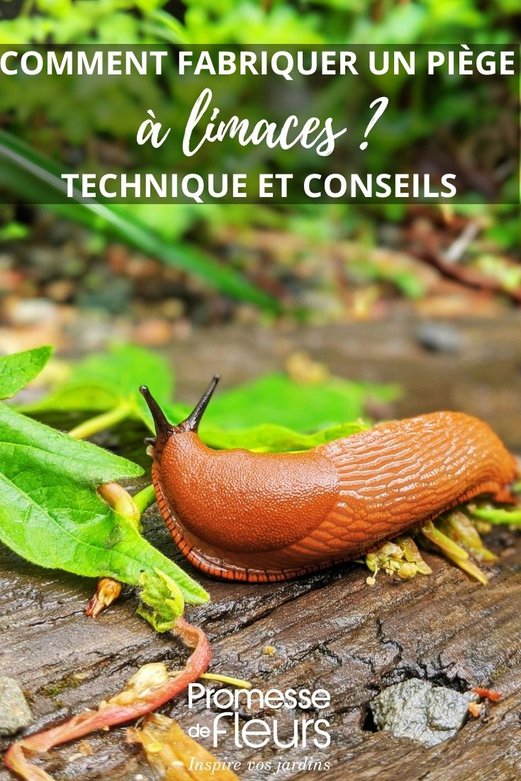 Gartenschnecke