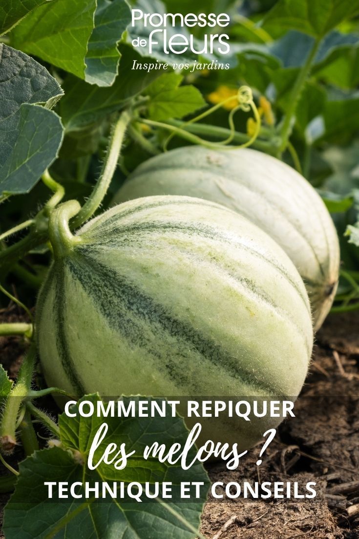 Melonen pikieren
