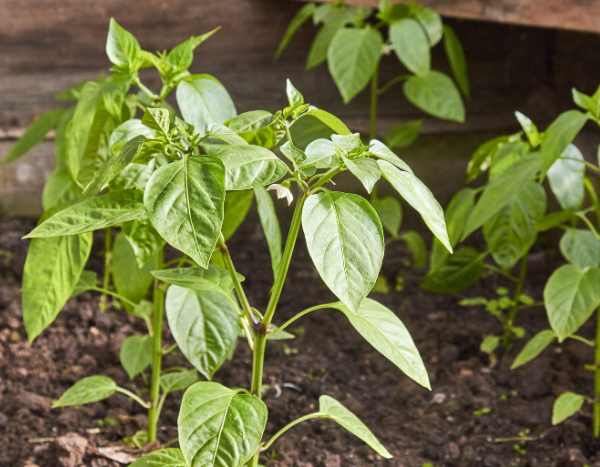 Paprika richtig pikieren: wann und wie