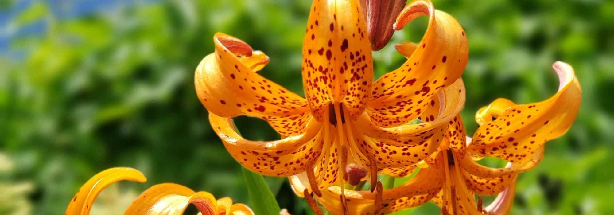 Botanische, wilde und anmutige Lilien entdecken