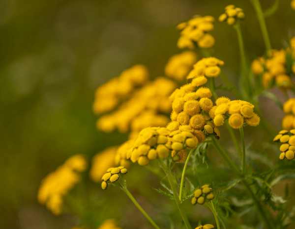 Gefällt mir/Gefällt mir nicht: Gelb im Garten