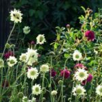 Hohe Stauden: unverzichtbare Gartenriesen