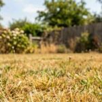 Wasserstress im Garten: Was tun?