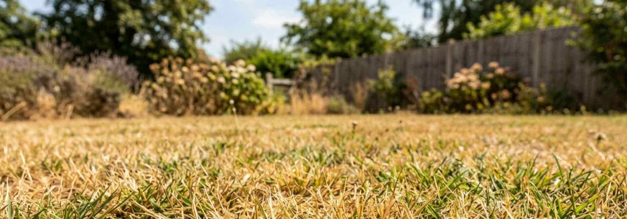Wasserstress im Garten: Was tun?