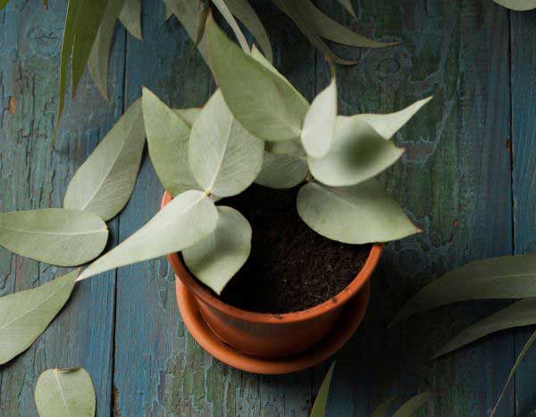 Eukalyptus vermehren?