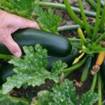Zucchini ernten und richtig lagern