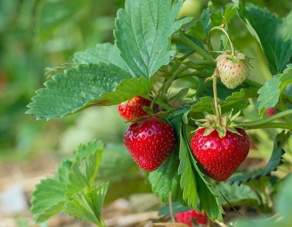 Erdbeerernte im Sommer verlängern?