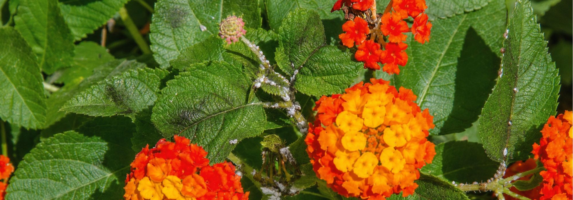 Wandelröschen: Krankheiten & Parasiten bekämpfen?