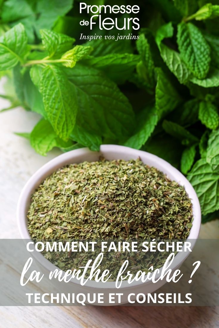 frische Minze