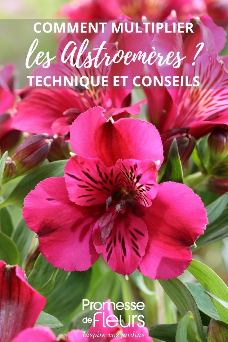Inkalilienblüte