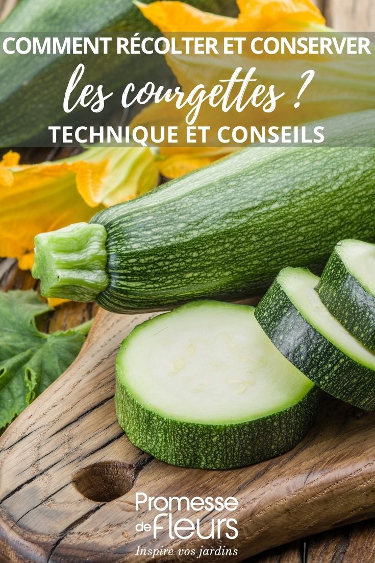 Foto einer Zucchini: eine aufgeschnitten, eine ganz