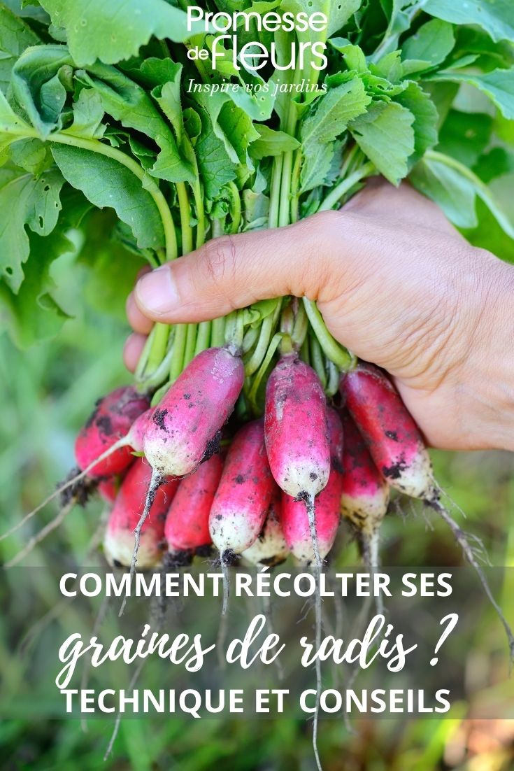 Bund Rettich