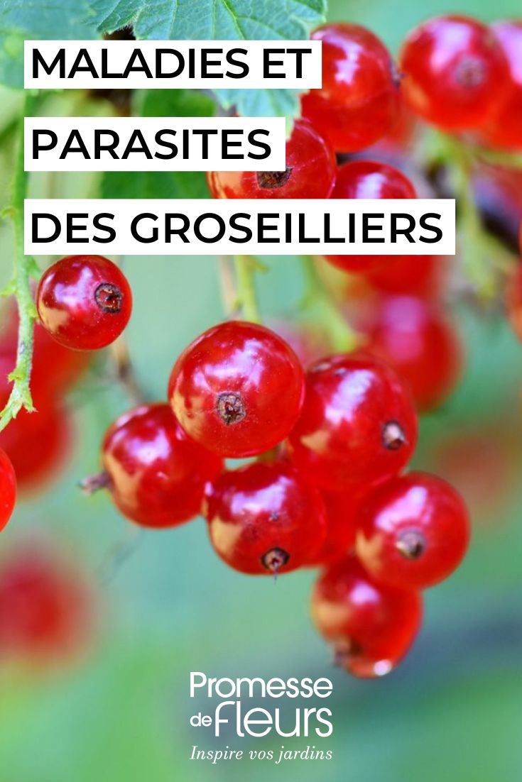 Johannisbeeren pflegen