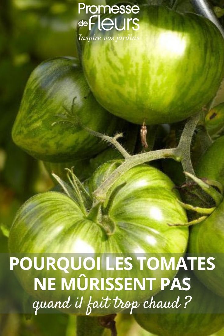 grüne Tomaten