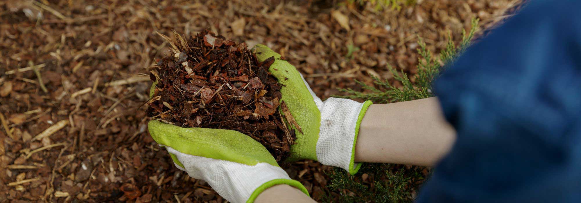 Mulch nach Hitzewelle entfernen oder erneuern?
