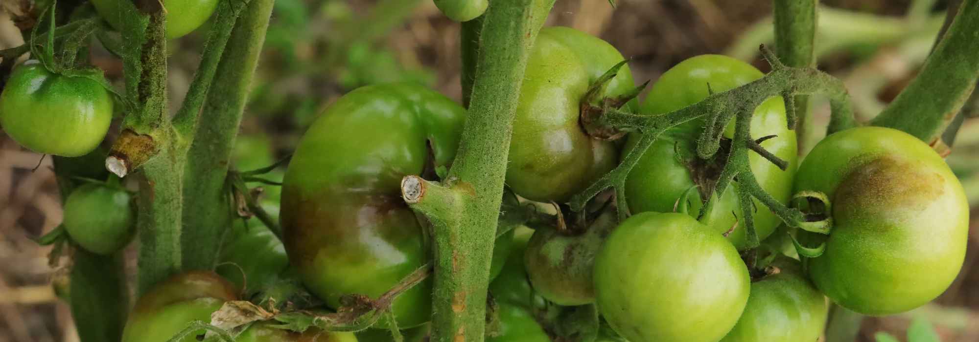 Warum reifen meine Tomaten nach großer Hitze nicht mehr?