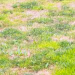 Unkraut im lichten Rasen: Was tun?