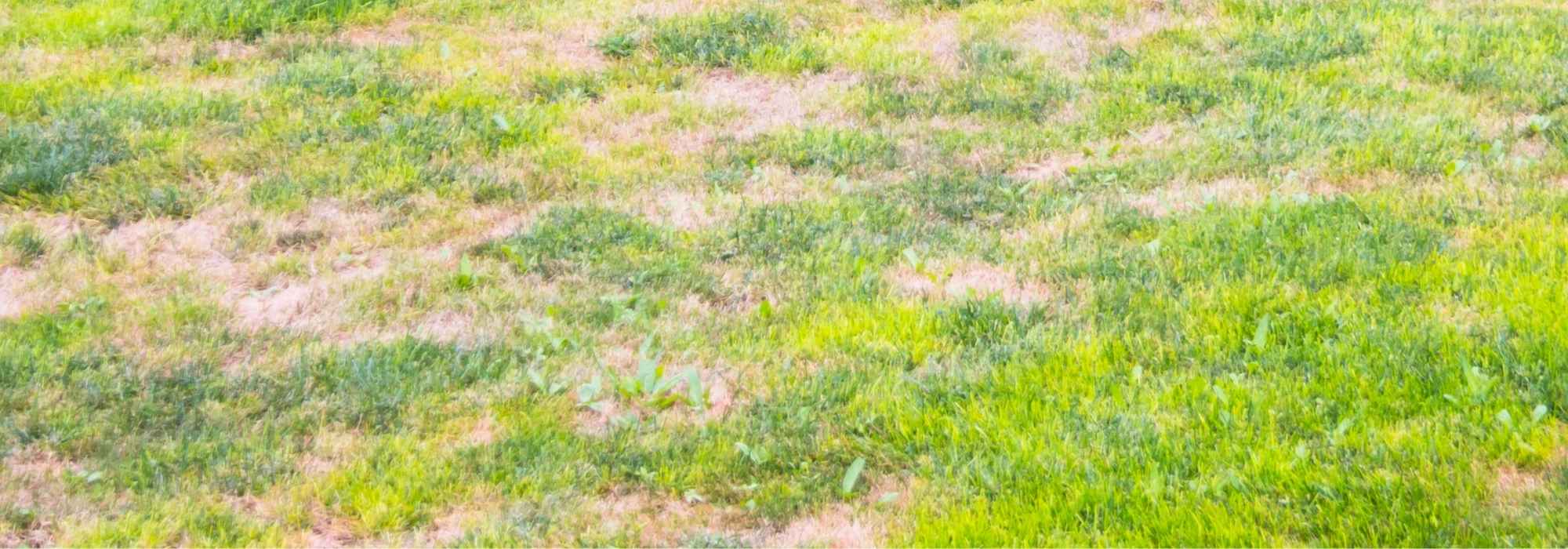 Unkraut im lichten Rasen: Was tun?