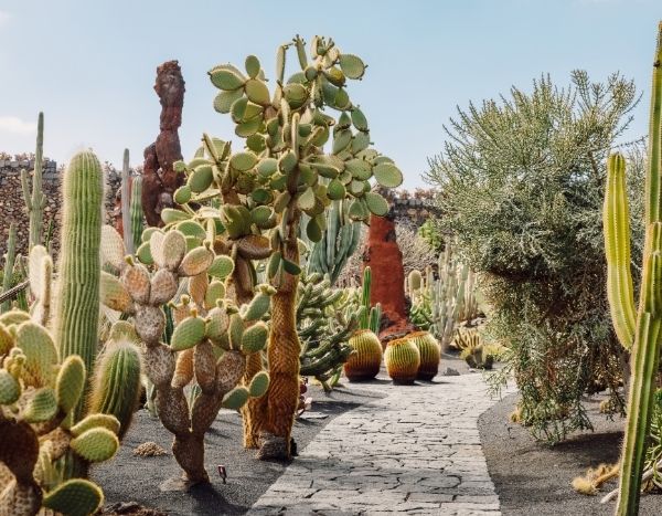 Chaparral-Garten: zwischen Kalifornien und Garrigue