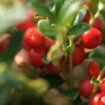 Welches Beerenobst im Herbst ernten?