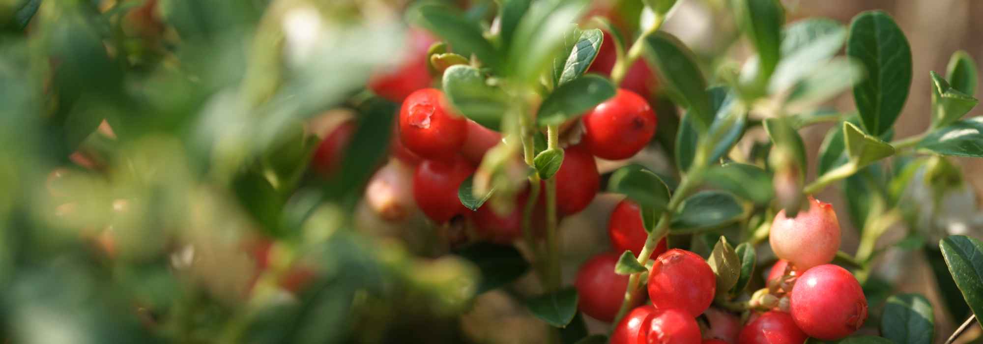Welches Beerenobst im Herbst ernten?