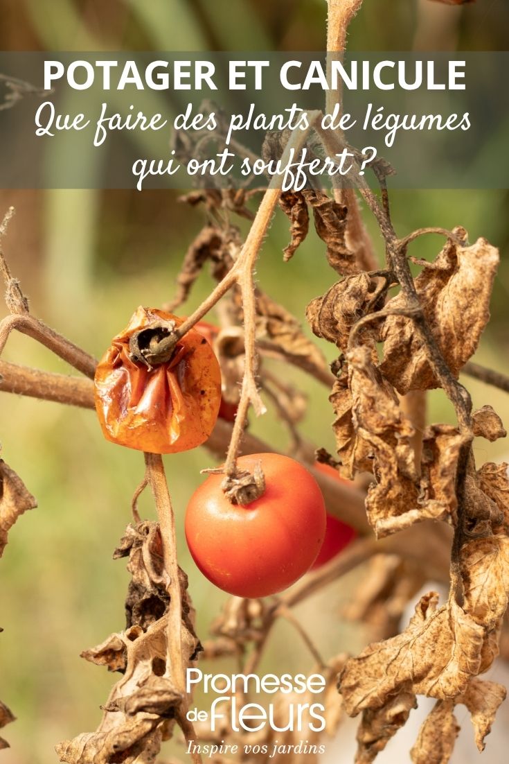 Vertrocknete Tomatenpflanze