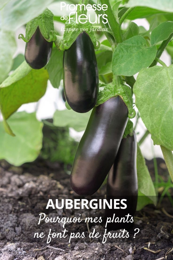 Auberginenpflanze im Garten