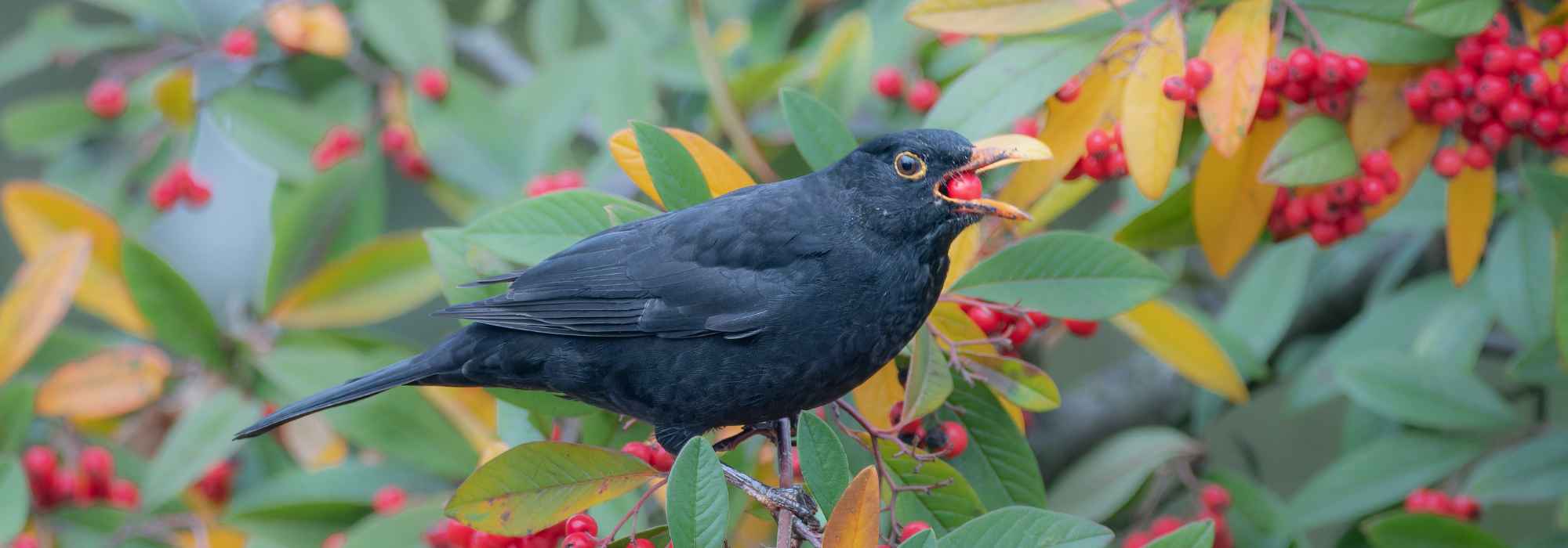 Welche Beeren Vögel im Herbst und Winter überlassen?