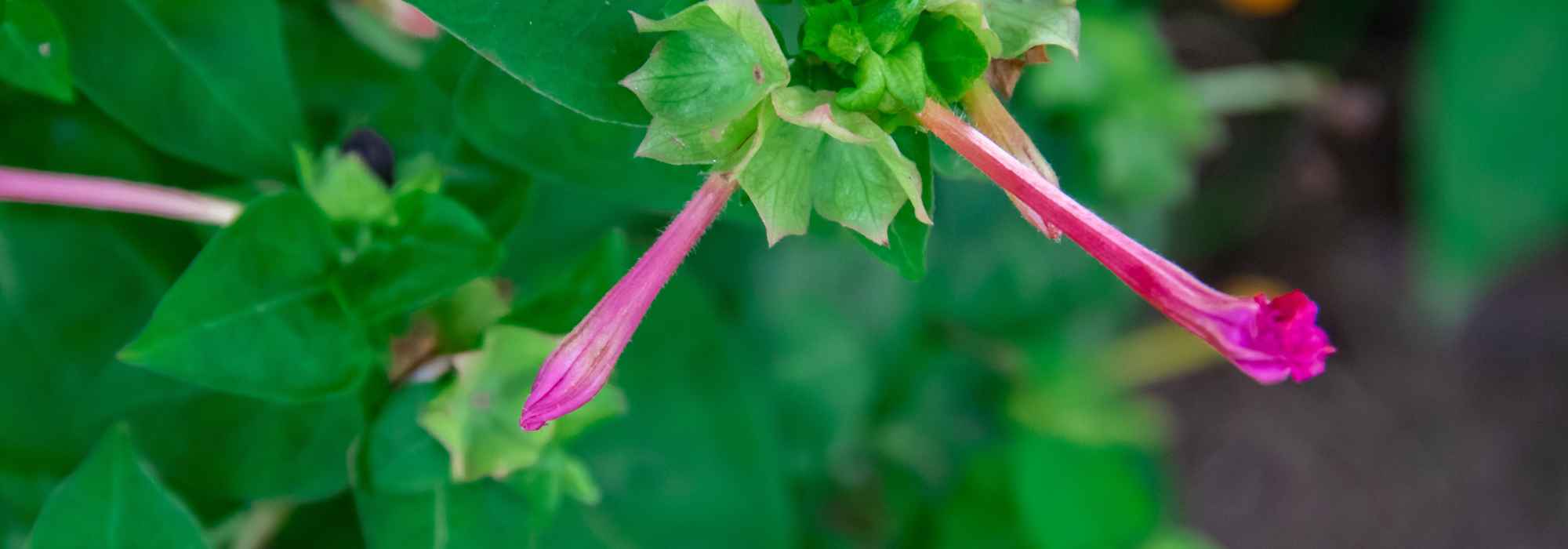Köcherblümchen pflegen und lange zum Blühen bringen?