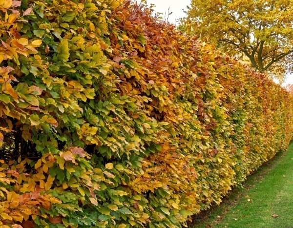 Alte Hainbuchenhecke verjüngen?