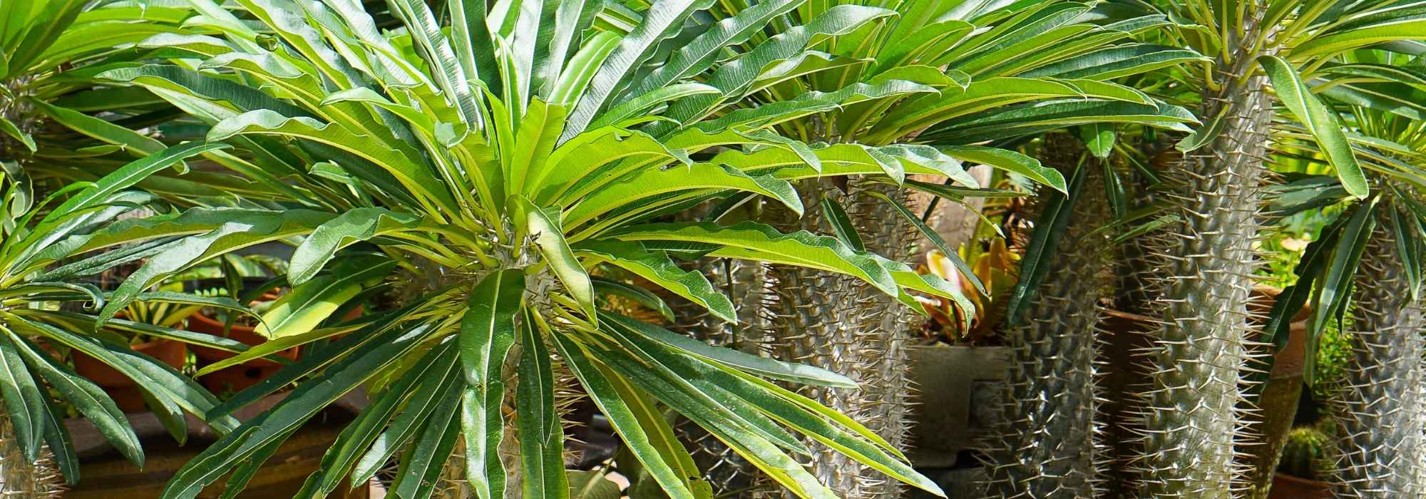 Madagaskarpalme drinnen pflegen?